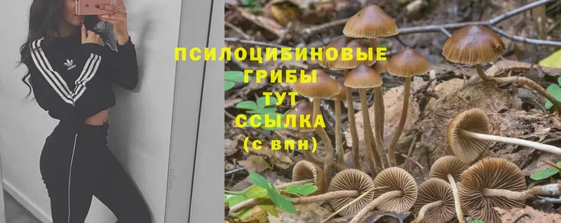 даркнет сайт  Ардатов  Псилоцибиновые грибы Cubensis 